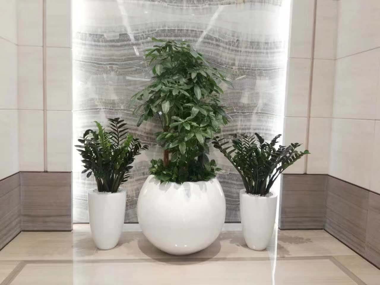 精品花卉-绿萝
