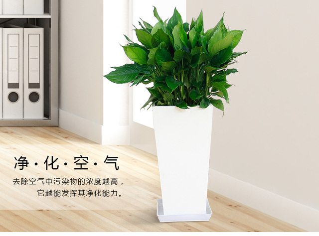 绿植租赁在酒店业的应用有哪些