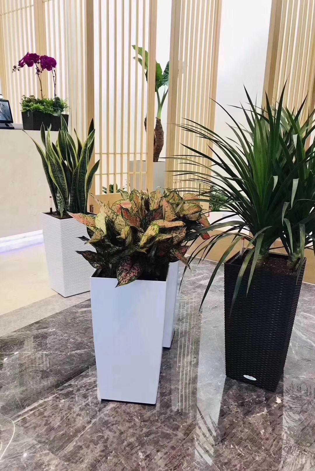 绿植出租