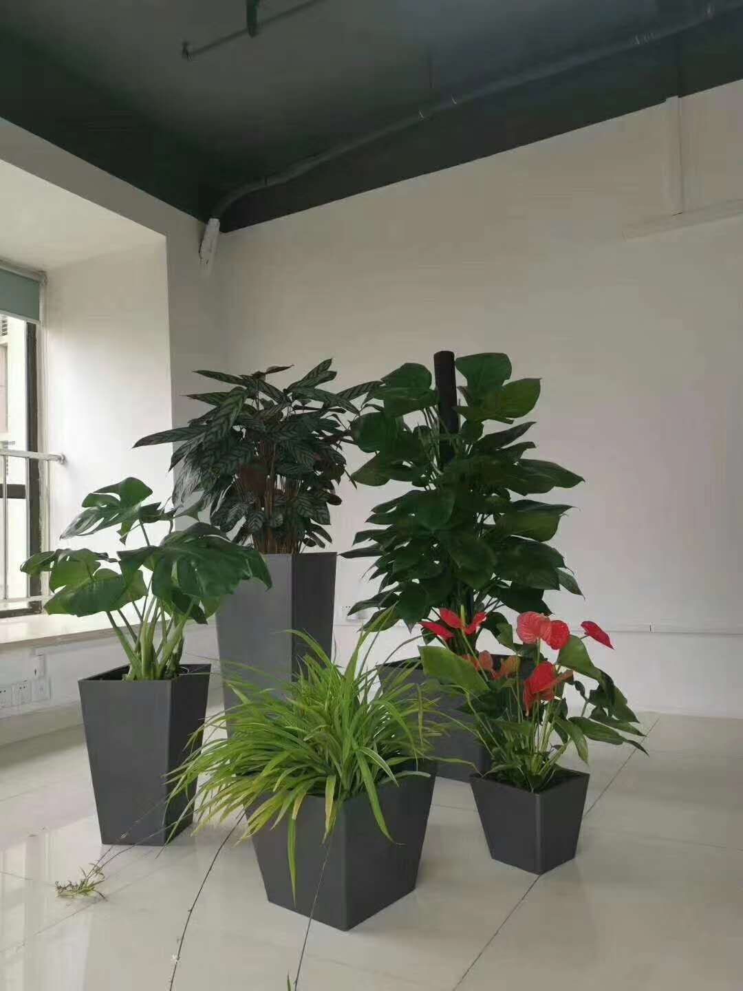 绿植租赁